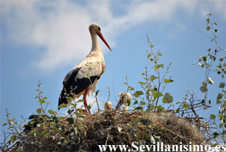 Aves en Sevilla