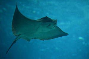 Acuario de Sevilla