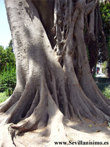 Jardines de Murillo - Sevilla