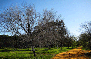 Parque Infanta Elena - Sevilla